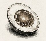 Etched illustration of a marinated soft-boiled egg half