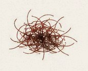 Etched illustration of red chili threads